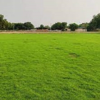 Bablu Farm and Nursery | Natural Grass Supplier Delhi